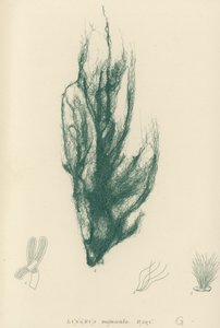 British Sea-Weed by English School